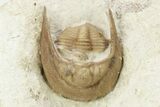 Three Cordania Wessmani Trilobites & A Paciphacops - Oklahoma #110728-4